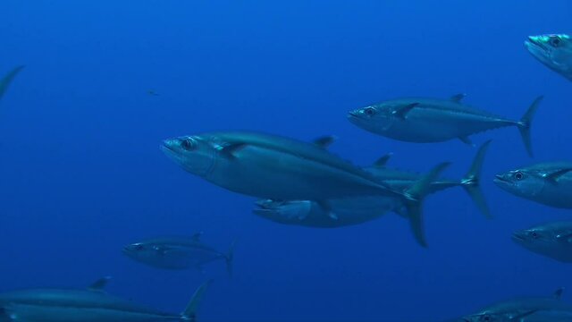 A shoal of Tuna Fish passing close in front of the camera