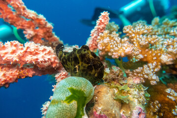 フィリピン、ビサヤ地方、ボホール州、パングラオ島近くのバリカサグ島でダイビングした時に見られるカエルアンコウ Frogfish seen while diving at Balicasag Island, near Panglao Island, Bohol, Visayas, Philippines.