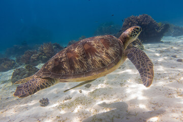 フィリピン、ビサヤ地方、ボホール州、パングラオ島近くのバリカサグ島でダイビングした時に見られるウミガメ Sea turtle seen while diving at Balicasag Island, near Panglao Island, Bohol Province, Visayas, Philippines.