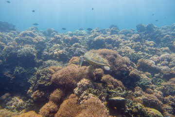 フィリピン、ビサヤ地方、ボホール州、パングラオ島近くのバリカサグ島でダイビングした時に見られるウミガメ Sea turtle seen while diving at Balicasag Island, near Panglao Island, Bohol Province, Visayas, Philippines.