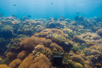 Naklejka na ściany i meble フィリピン、ビサヤ地方、ボホール州、パングラオ島近くのバリカサグ島でダイビングした時に見られるウミガメ Sea turtle seen while diving at Balicasag Island, near Panglao Island, Bohol Province, Visayas, Philippines.