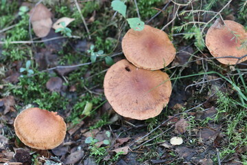Close-up shot of a mushroom in the forest