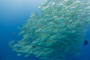 フィリピン、ビサヤ地方、ボホール州、パングラオ島近くのバリカサグ島でダイビングした時に見られるギンガメアジ Bigeye trevally seen while diving at Balicasag Island, near Panglao Island, Bohol Province, Visayas, Philippines.