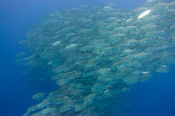 フィリピン、ビサヤ地方、ボホール州、パングラオ島近くのバリカサグ島でダイビングした時に見られるギンガメアジ Bigeye trevally seen while diving at Balicasag Island, near Panglao Island, Bohol Province, Visayas, Philippines.