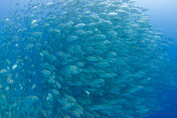 フィリピン、ビサヤ地方、ボホール州、パングラオ島近くのバリカサグ島でダイビングした時に見られるギンガメアジ Bigeye trevally seen while diving at Balicasag Island, near Panglao Island, Bohol Province, Visayas, Philippines.