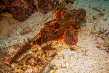 フィリピン、ビサヤ地方、ボホール州、パングラオ島近くのバリカサグ島でダイビングしている風景  Scenery of diving in Balicasag Island near Panglao Island, Bohol Province, Visayas, Philippines. 
