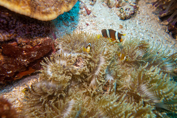 Fototapeta premium フィリピン、ビサヤ地方、ボホール州、パングラオ島近くのバリカサグ島でダイビングしている風景 Scenery of diving in Balicasag Island near Panglao Island, Bohol Province, Visayas, Philippines. 