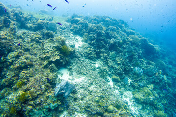 Naklejka na ściany i meble フィリピン、ビサヤ地方、ボホール州、パングラオ島近くのバリカサグ島でダイビングしている風景 Scenery of diving in Balicasag Island near Panglao Island, Bohol Province, Visayas, Philippines. 