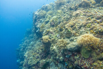 フィリピン、ビサヤ地方、ボホール州、パングラオ島近くのバリカサグ島でダイビングしている風景  Scenery of diving in Balicasag Island near Panglao Island, Bohol Province, Visayas, Philippines. 