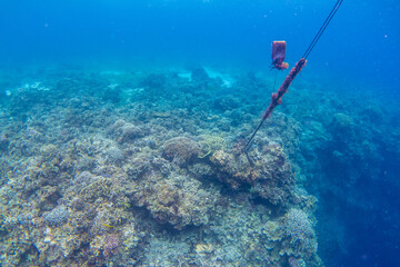 フィリピン、ビサヤ地方、ボホール州、パングラオ島近くのバリカサグ島でダイビングしている風景  Scenery of diving in Balicasag Island near Panglao Island, Bohol Province, Visayas, Philippines. 