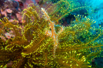 フィリピン、ビサヤ地方、ボホール州、パングラオ島近くのバリカサグ島でダイビングしている風景  Scenery of diving in Balicasag Island near Panglao Island, Bohol Province, Visayas, Philippines. 