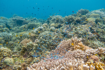 フィリピン、ビサヤ地方、ボホール州、パングラオ島近くのバリカサグ島でダイビングしている風景  Scenery of diving in Balicasag Island near Panglao Island, Bohol Province, Visayas, Philippines. 