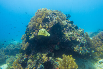 フィリピン、ビサヤ地方、ボホール州、パングラオ島近くのバリカサグ島でダイビングしている風景  Scenery of diving in Balicasag Island near Panglao Island, Bohol Province, Visayas, Philippines. 