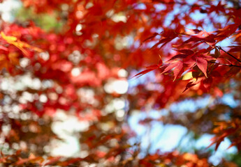 가을 단풍나무잎 풍경 배경