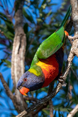 Rainbow Lorikeet enjoying the red bottlebrush flowers