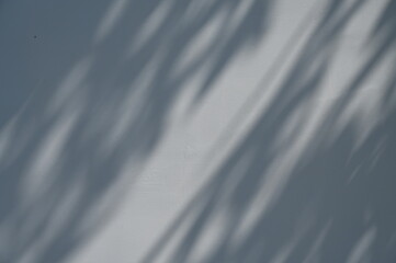 Obraz premium Abstract gray shadow background of natural leaves tree branch falling&nbsp; wall texture for background and wallpaper, nature shadow pattern art on wall 