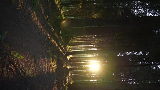 A dawn in the Forest.