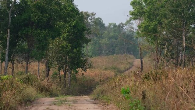 A road in the middle of the grass land in Phu Khiao Wildlife Sanctuary in Thailand; the summer dried up all the grass turning them brown and some trees remain green.
