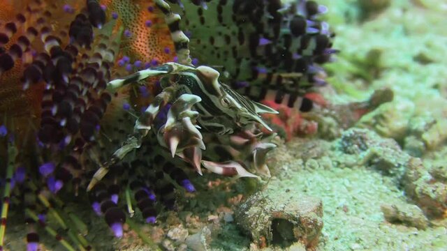 zebra urchin crab climbing down on a magnificent fire sea urchin, closeup shot on sandy bottom