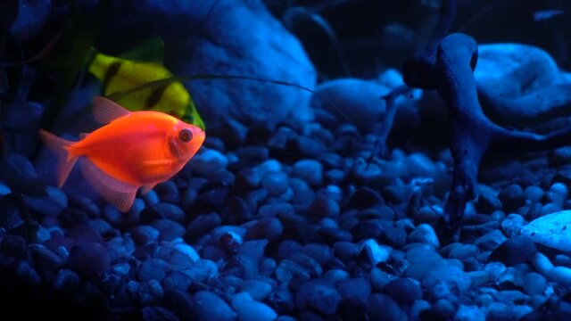 Fluorescent fish feed on floating particles underwater.