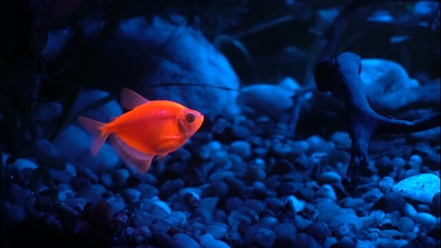 Glofish Tetra swims forward and backwards.