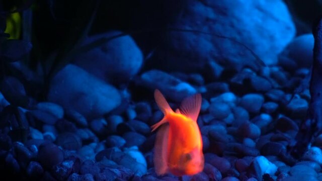 Glofish Tetra grabs food particle floating by.