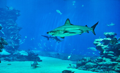 Sharks in large aquarium in the Red Sea swim among other exotic fish