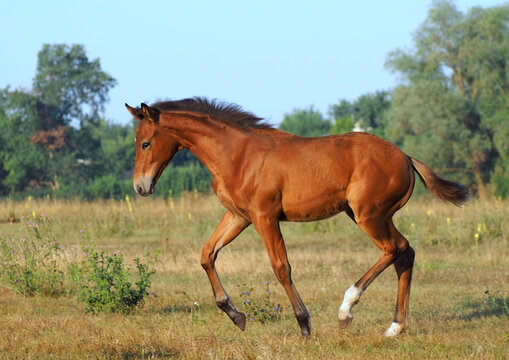 Beautiful dressage foal in free movement in nature