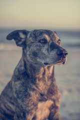 dog in beach