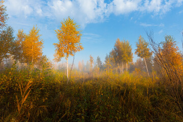 Beautiful autumn sunrise landscape. Foggy morning at the scenic golden copse with birch trees under blue sky with clouds.