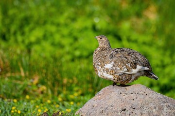 岩の上でのんびりくつろぐぽっちゃり体型がかわいいライチョウの母鳥＠長野