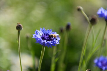 Bee on a violet flower cornflower in the garden.
