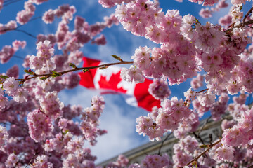 National Flag of Canada and cherry blossoms in full bloom. Concept of canadian urban city life in spring time. Vancouver City Hall.