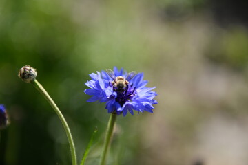 Bee on a violet flower cornflower in the garden.