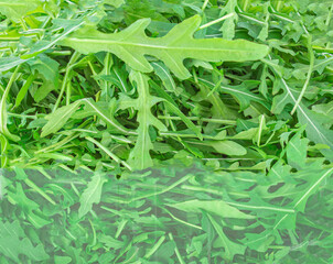 Fototapeta premium Arugula herb as a background. Green fresh Rocket salad or arugula leaf,, macro textura
