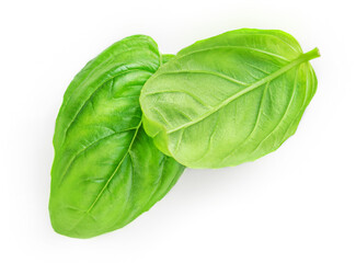 Obraz premium Fresh green basil leaves isolated on white background, top view. Basil herb .