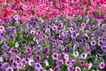 Fototapeta premium Petunia plant with lilac flowers. Closeup Petunia flowers. Red Petunia flowers in the garden.