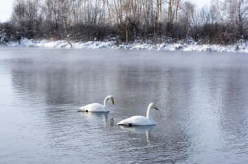 White swans swimming in the nonfreezing winter lake