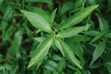 Kariyat Thai herbal medicine herbs organic plant leaves, Scientific name Andrographis paniculata Wall ex Ness It is in the family Acanthaceae