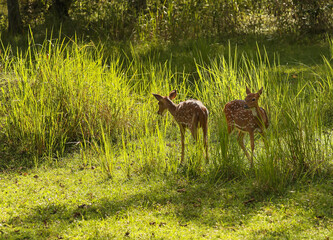 Deer among grass in the morning light