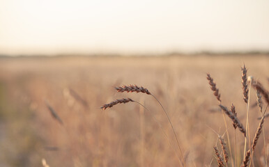Fototapeta premium Ears of wheat or rye growing in the field at sunset. field of rye during the harvest period in an agricultural field. Background of ripening ears of wheat field. Rich harvest Concept. Label art design