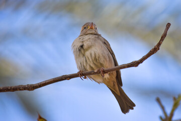 sparrow on branch bird watching wild life animal house street finch close up tree outdoor natural plant