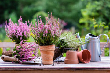 Heather seedlings to plant in pots.