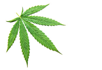 Naklejka na ściany i meble Green cannabis leaves on white background.