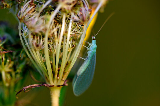 Common green lacewing // Gemeine Florfliege, Gr&uuml;ne Florfliege (Chrysoperla carnea s. l.)