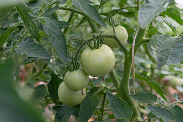 tomatoes