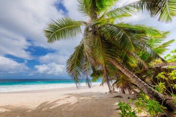 Tropical beach with palms on white sand and ocean waves in tropical island.