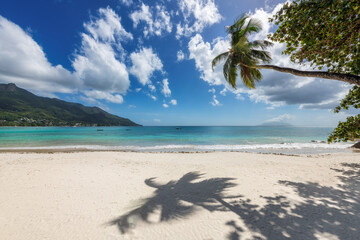 Fototapeta na wymiar Sandy beach and palm trees on tropical island