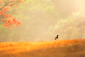 A bird relaxing in a grassland on summer morning.
