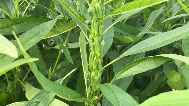Planted sesame background material